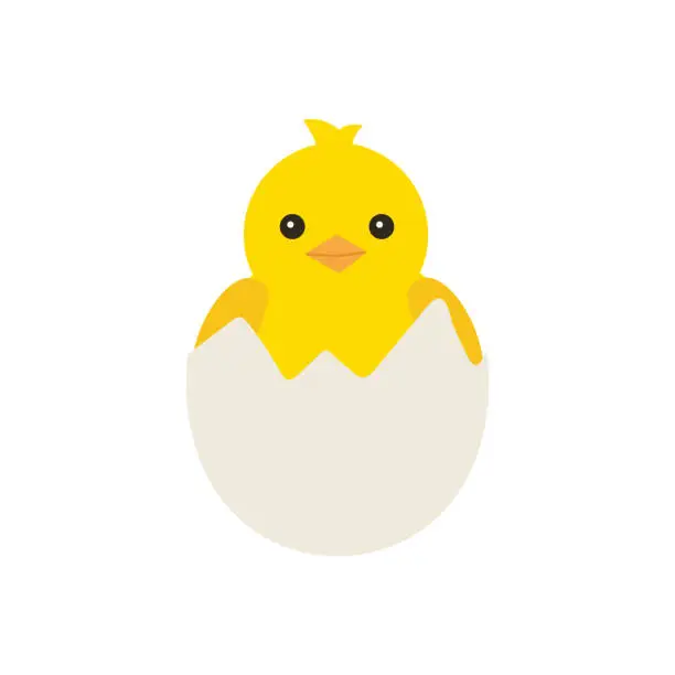 Vector illustration of Newborn yellow baby chicken hatched from an egg, for easter design. Little yellow cartoon chick. Vector illustration isolated on white background