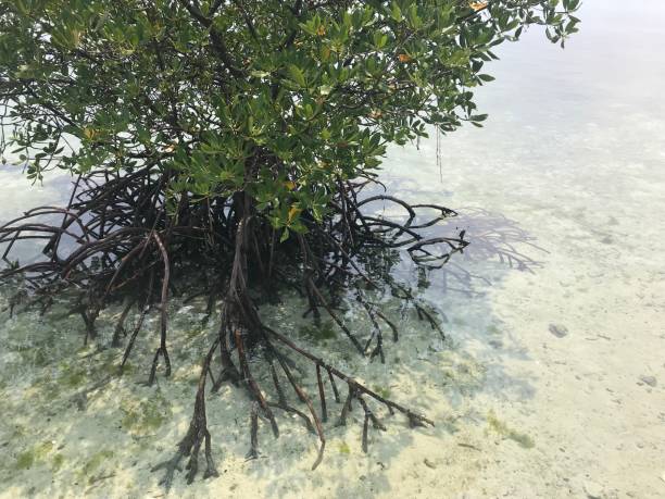 istock A ocean tree of Caohagan island, Philippine 1386826193