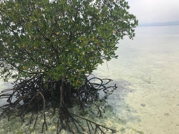 istock A ocean tree of Caohagan island, Philippine 1386826195