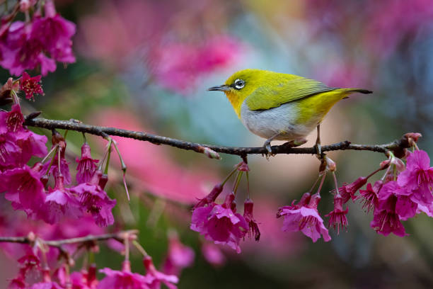 istock Indian White-eye perching on wild himalayan cherry branch 1386826221
