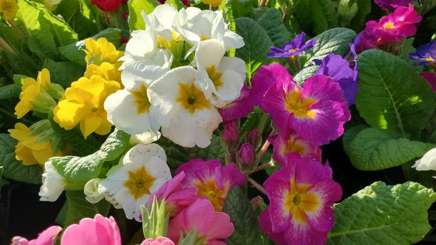 istock Cropped shot of multi-colored supernova primrose flowers 1386827424