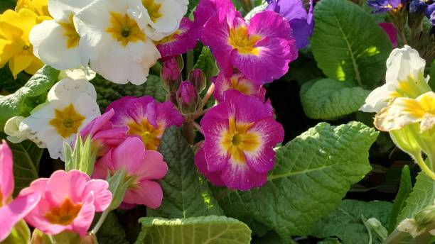 istock Beautiful, multi-colored supernova primrose flowers 1386827441