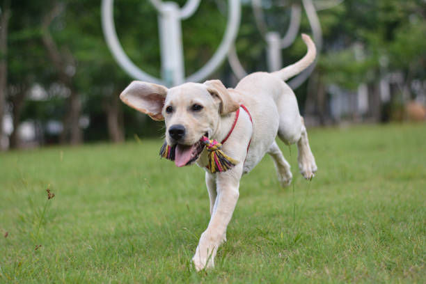 A running cute Labrador puppy.