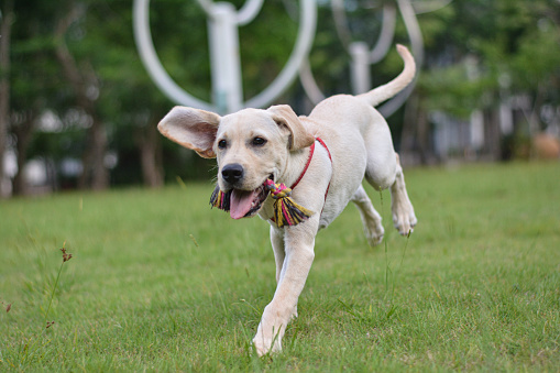 Labrador dog on a playground