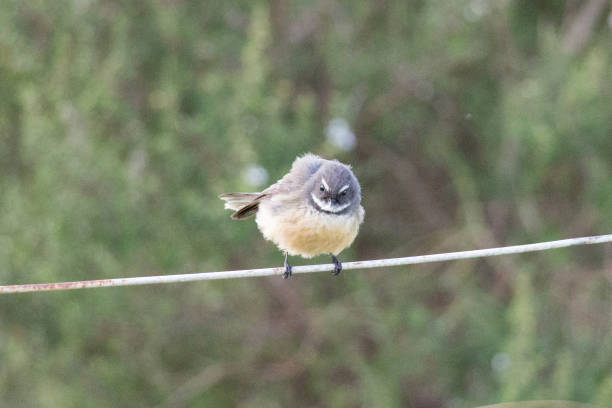 istock New Zealand fantail perching on a wire. 1386827635