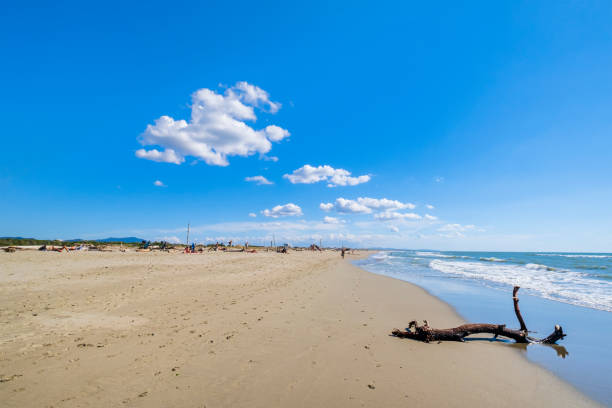 Lecciona Beach in the Nature Park of Migliarino, San Rossore, Massaciuccoli (Tuscany, Italy) People relaxing on the free, wild beach of Lecciona, protected in the Natural Park of Migliarino, San Rossore, Massaciuccoli 2590 stock pictures, royalty-free photos & images