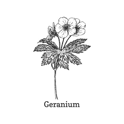 Geranium sketch in vector, design element. Pelargonium botanical drawing in engraving style. Officinalis plant, hand drawn illustration.