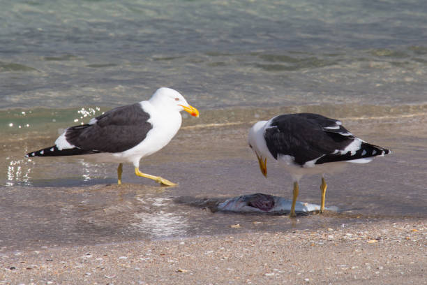 istock Two large white headed gulls with its catch at seaside, New Zealand. 1386829455