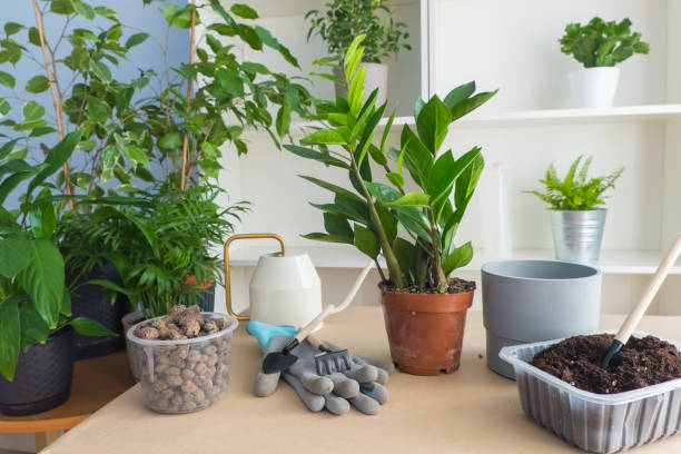 c'è un fiore zamiokulkas sul tavolo per il trapianto in un nuovo vaso. nelle vicinanze si trova terra e drenaggio preparati per il trapianto. concetto di giardino domestico - soil saprophyte foto e immagini stock