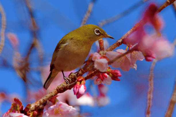istock Cherry Blossom and Japanese White-eye 1386833697