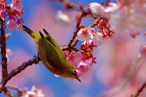 During cherry blossom season, many Japanese white-eye birds are observed flocking to cherry trees to consume nectar from flowers.