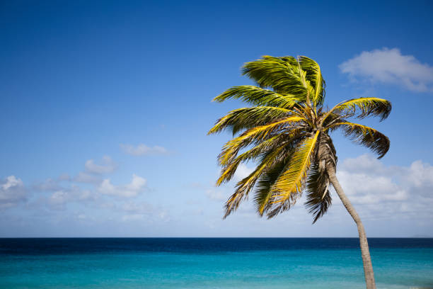 Palm tree on the blue sky and azure sea background. Tropical seascape.