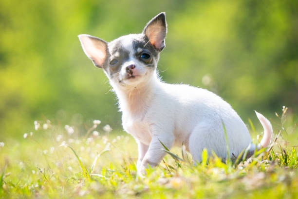 istock Chihuahua puppy 1386834758