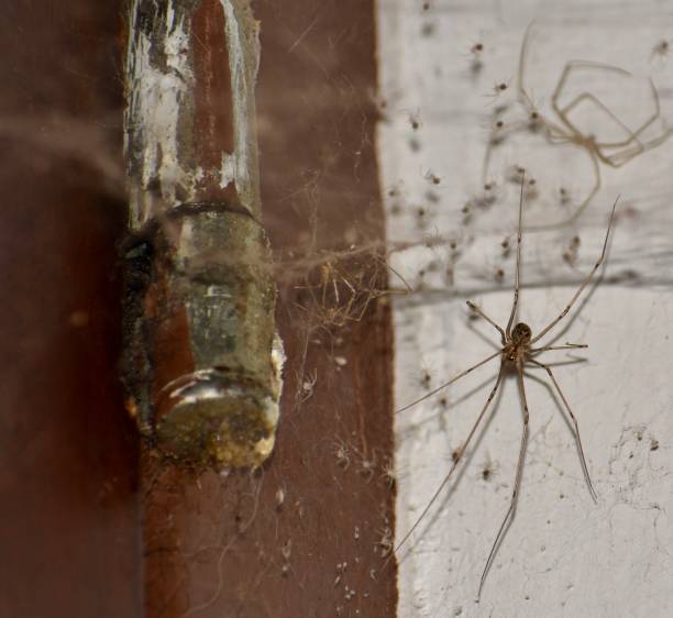 istock Daddy long legs spider raising babies in a house 1386835363