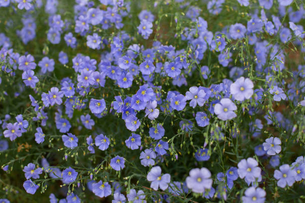 rodzina lnu pospolitego linaceae, delikatny kwiat niebieskiego kwiatu na łące - common flax zdjęcia i obrazy z banku zdjęć