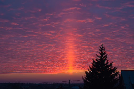 Light sun pillar, at sunset, red dramatic sky over the city. Spruce in backlight, silhouette.