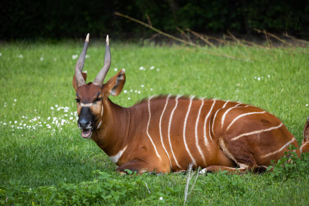Eastern Bongo African Forest Antelope Eastern Bongo (Tragelaphus eurycerus isaaci) lying on the grass, African forest antelope in the family Bovidae. antelope bongo stock pictures, royalty-free photos & images
