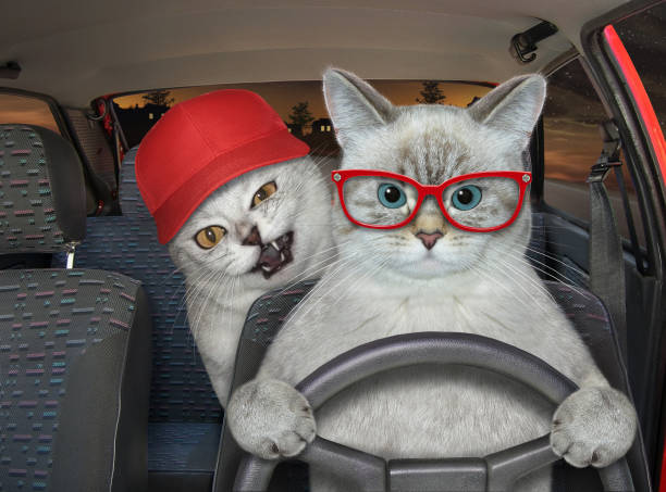 istock Cat ashen with his friend drives car 2 1386837679