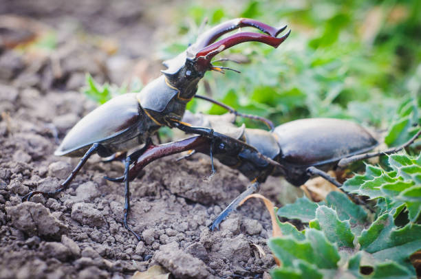 istock Horned stag beetles fight on the ground, close up, selective focus 1386837729