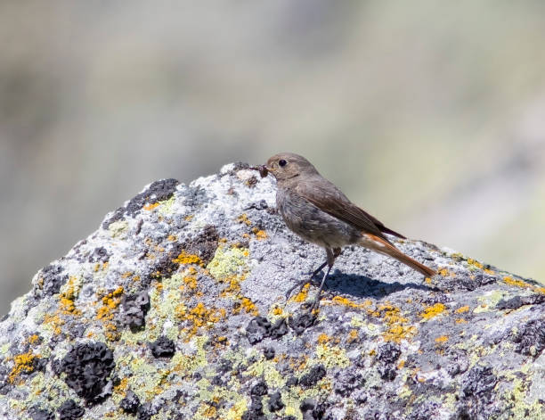 istock Female Common Redstart Collecting 1386839334