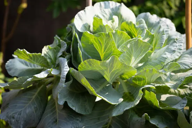 Cabbage, comprising several cultivars of Brassica oleracea, is a leafy green, red (purple), or white (pale green) biennial plant grown as an annual vegetable crop for its dense-leaved heads.
