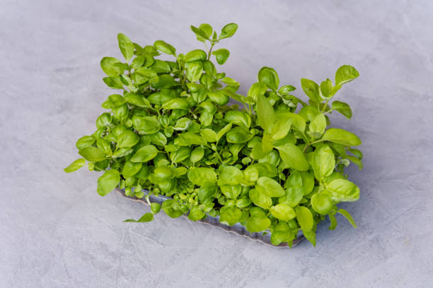 istock Beautiful sprouts of microgreens. Sprouted basil germinated 1386842185