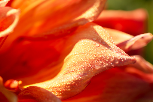 Dahlia orange petals in the sun with water drops close-up. Great background for your design. Selective focus