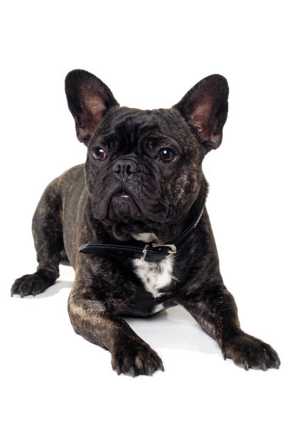 istock French Bulldog dog on white background 1386843884