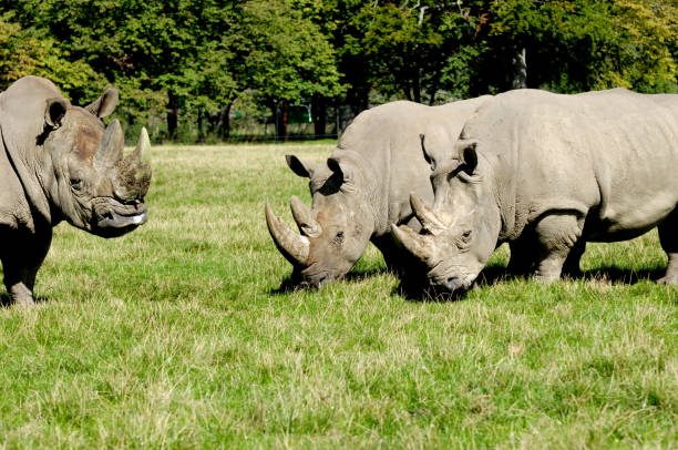 istock Group of rhino 1386843995