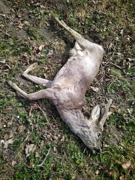 Photo of Road killed young roe deer