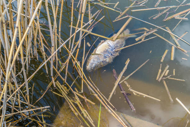 Freshwater fish are swimming in the lake, Autumn view.\nMunich - Germany.