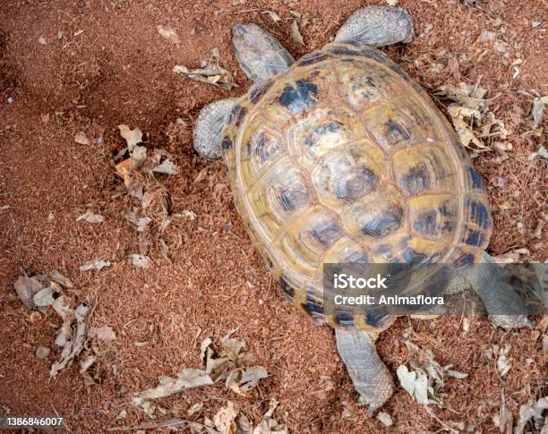 Greek Tortoise Lies In The Peat Stock Photo - Download Image Now - Hibernation, Tortoise, Amphibian