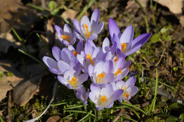 Purple saffron crocus growing between dry brown leaves, also called crocus vernus or Krokus