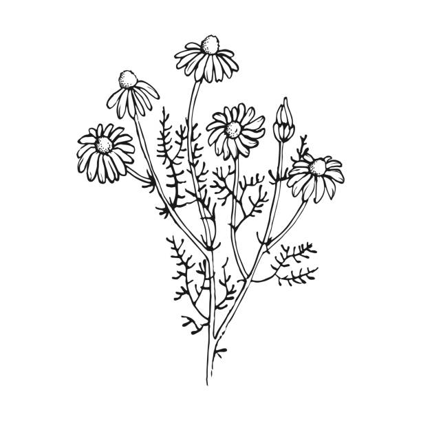 ilustrações, clipart, desenhos animados e ícones de buquê de flor de camomila desenhado à mão. - chamomile herbal tea chamomile plant tea