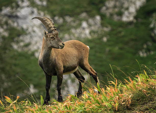 istock Male wild alpine, capra ibex, or steinbock 1386849315