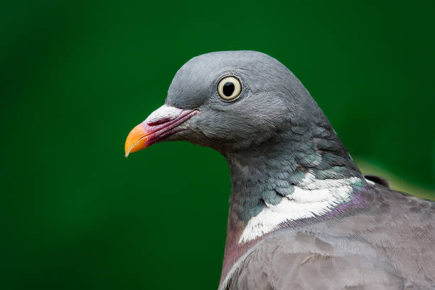 istock Common wood pigeon (Columba palumbus) 1386850702