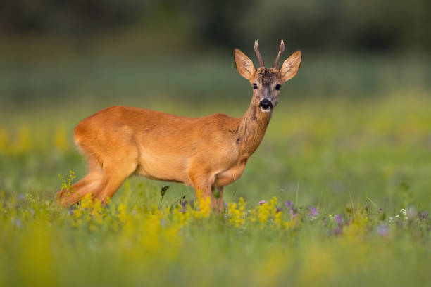 istock Roe deer looking to the camera on field in summer nature 1386850812