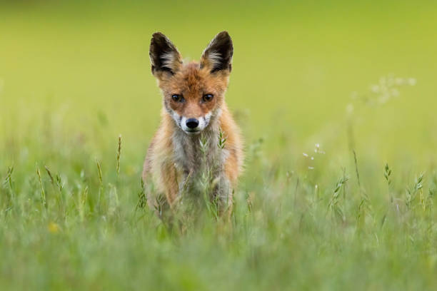 Red fox approaching on grassland in summer nature.