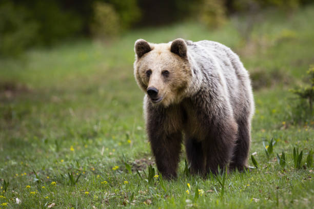 istock Brown bear watching in green nature with blurred background and space for copy 1386851023