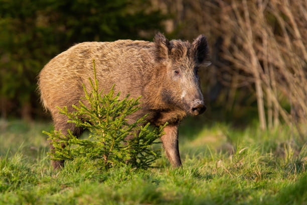 istock Single wild boar standing behind a young tree in warm evening light 1386851260