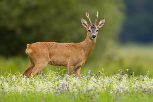 istock Roe deer looking to the camera on meadow in summer 1386851347