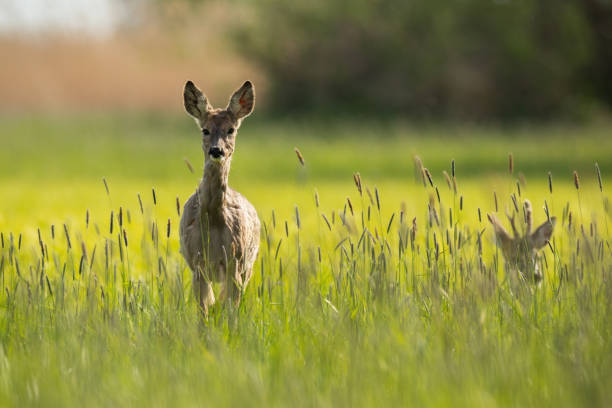 Roe deer, capreolus capreolus, female approaching on meadow in spring sunlight. Hind walking in long grass with buck lying on ground. Two brown mammals looking on pasture.