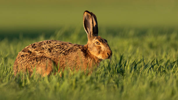 istock Brown hare sitting on grassland in spring sunlight 1386851390