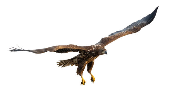 istock White-tailed eagle flying with open wings cut out on blank 1386851446