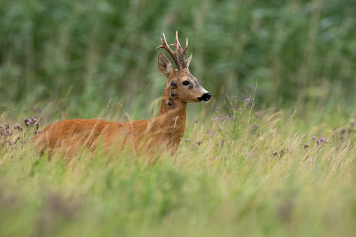 Doe (Capreolus capreolus) and newborn fawn standing in a meadow.