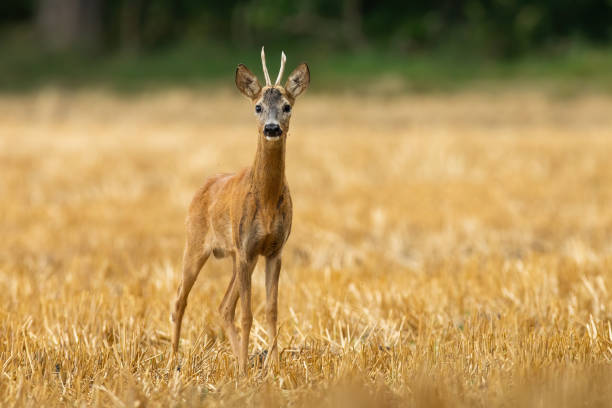 istock Roe deer looking to the camera on stubble with copy space 1386852277