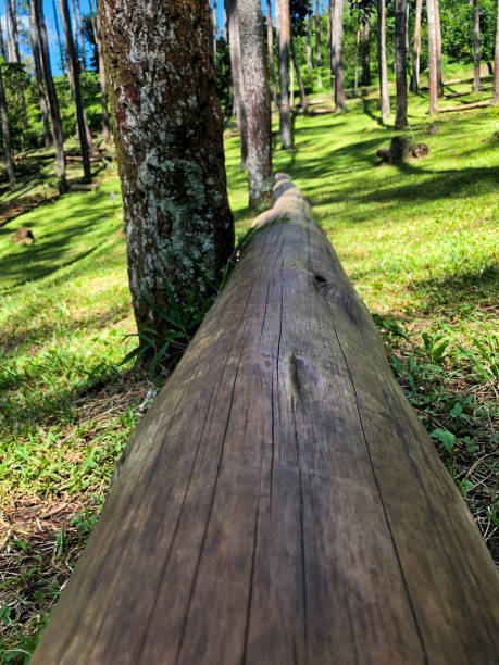 Osten Tree 330+ Osten Stock Photos, Pictures & Royalty-Free Images - iStock