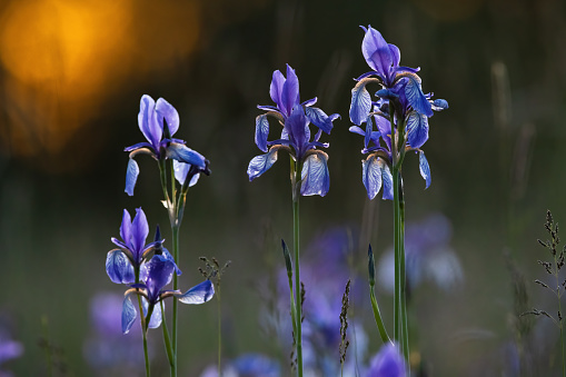 Spring flowers wild Pulsatilla pratensis - selective focus, copy space