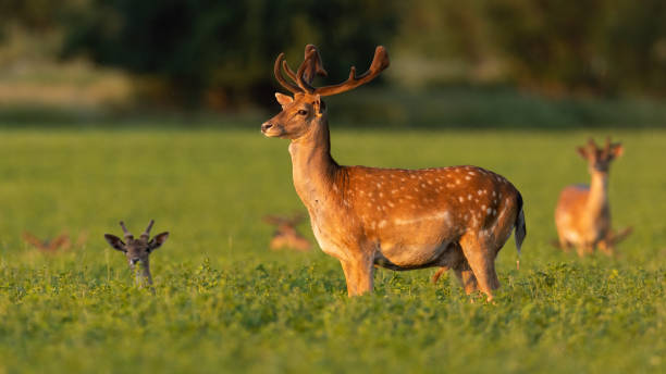 istock Fallow deer looking aside on clover in summer sunlight 1386852596