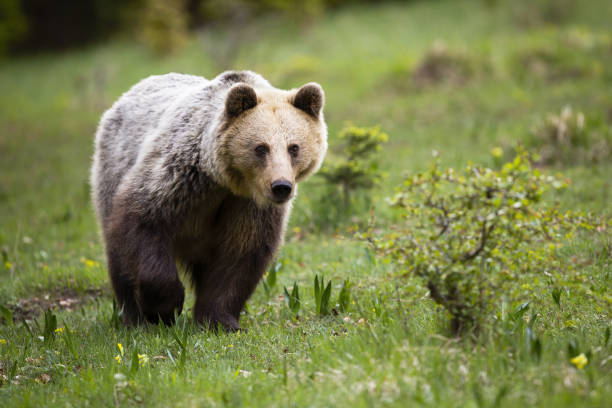 istock Alert brown bear approaching on a meadow with green grass in summer 1386852610